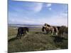 Groups of Shetland Ponies Graze the Moors of Yell, Shetlands, Scotland, United Kingdom-Lousie Murray-Mounted Photographic Print