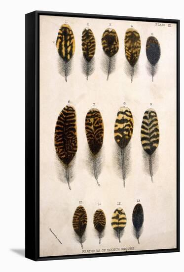 Grouse Feathers-null-Framed Stretched Canvas