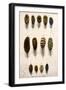 Grouse Feathers-null-Framed Art Print