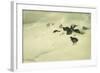 Grouse in a Snow Storm, 1890-Bruno Andreas Liljefors-Framed Giclee Print