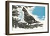 Grouse in Fir Tree-null-Framed Art Print