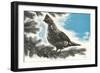 Grouse in Fir Tree-null-Framed Art Print