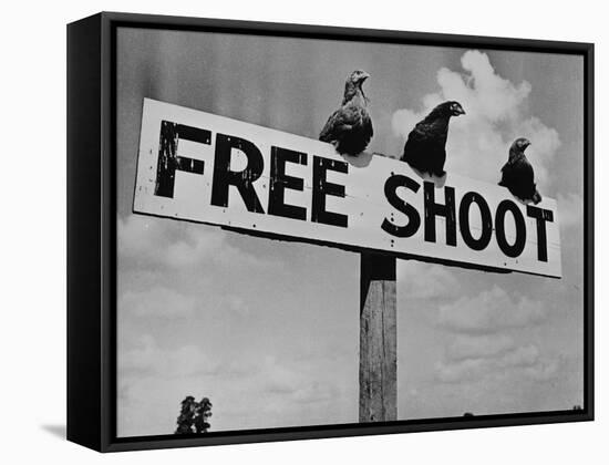Grouse on "Free Shoot" Sign-null-Framed Stretched Canvas