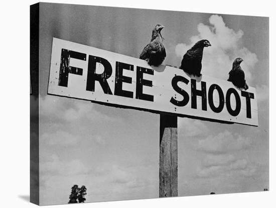 Grouse on "Free Shoot" Sign-null-Stretched Canvas