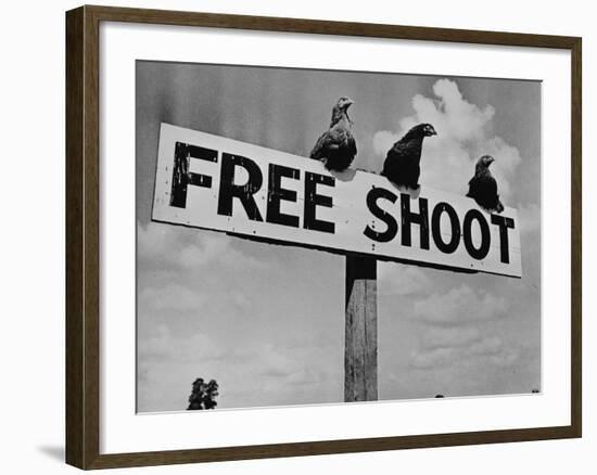 Grouse on "Free Shoot" Sign-null-Framed Photographic Print