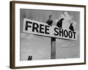 Grouse on "Free Shoot" Sign-null-Framed Photographic Print