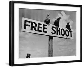 Grouse on "Free Shoot" Sign-null-Framed Photographic Print