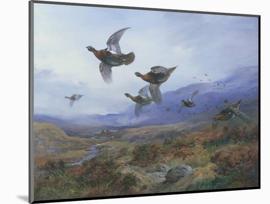 Grouse Taking Flight-Archibald Thorburn-Mounted Giclee Print