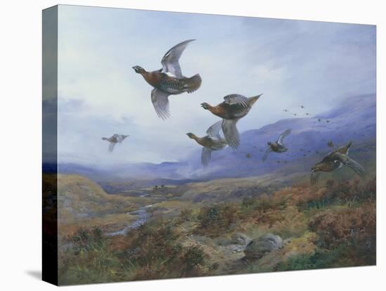 Grouse Taking Flight-Archibald Thorburn-Stretched Canvas