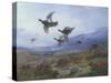 Grouse Taking Flight-Archibald Thorburn-Stretched Canvas