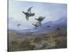 Grouse Taking Flight-Archibald Thorburn-Stretched Canvas