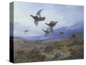 Grouse Taking Flight-Archibald Thorburn-Stretched Canvas