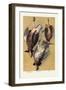 Grouse-null-Framed Art Print