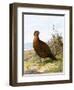 Grouse-English-Framed Giclee Print