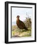 Grouse-English-Framed Giclee Print