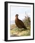 Grouse-English-Framed Giclee Print