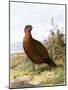 Grouse-English-Mounted Giclee Print