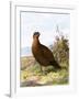 Grouse-English-Framed Giclee Print