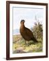 Grouse-English-Framed Giclee Print