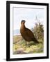 Grouse-English-Framed Giclee Print