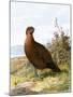 Grouse-English-Mounted Giclee Print