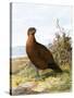 Grouse-English-Stretched Canvas