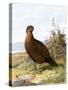 Grouse-English-Stretched Canvas