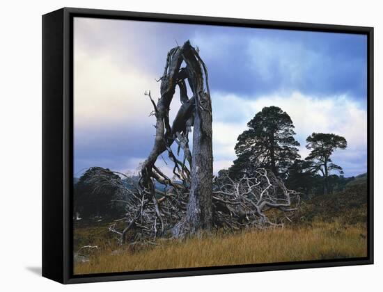 GrovŸbritannien, Schottland, Hochland, Schottische Kiefern, Highlands, Vegetation, Landschaft-Thonig-Framed Stretched Canvas