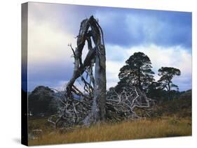 GrovŸbritannien, Schottland, Hochland, Schottische Kiefern, Highlands, Vegetation, Landschaft-Thonig-Stretched Canvas