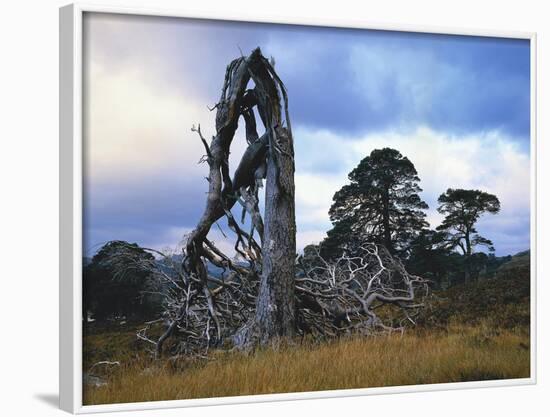 GrovŸbritannien, Schottland, Hochland, Schottische Kiefern, Highlands, Vegetation, Landschaft-Thonig-Framed Photographic Print