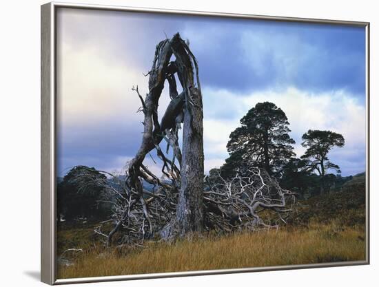 GrovŸbritannien, Schottland, Hochland, Schottische Kiefern, Highlands, Vegetation, Landschaft-Thonig-Framed Photographic Print