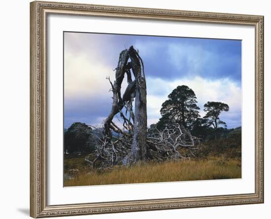 GrovŸbritannien, Schottland, Hochland, Schottische Kiefern, Highlands, Vegetation, Landschaft-Thonig-Framed Photographic Print