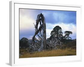 GrovŸbritannien, Schottland, Hochland, Schottische Kiefern, Highlands, Vegetation, Landschaft-Thonig-Framed Photographic Print