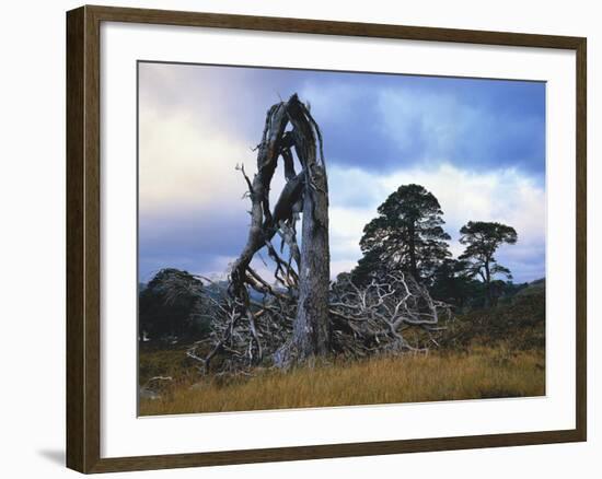 GrovŸbritannien, Schottland, Hochland, Schottische Kiefern, Highlands, Vegetation, Landschaft-Thonig-Framed Photographic Print