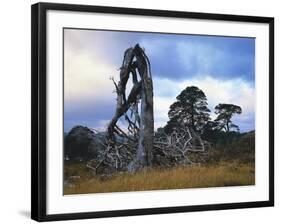 GrovŸbritannien, Schottland, Hochland, Schottische Kiefern, Highlands, Vegetation, Landschaft-Thonig-Framed Photographic Print