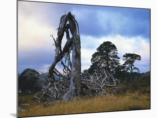 GrovŸbritannien, Schottland, Hochland, Schottische Kiefern, Highlands, Vegetation, Landschaft-Thonig-Mounted Photographic Print