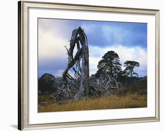 GrovŸbritannien, Schottland, Hochland, Schottische Kiefern, Highlands, Vegetation, Landschaft-Thonig-Framed Photographic Print