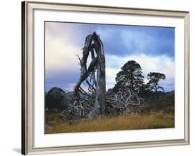 GrovŸbritannien, Schottland, Hochland, Schottische Kiefern, Highlands, Vegetation, Landschaft-Thonig-Framed Photographic Print