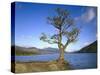 GrovŸbritannien, Schottland, Strathclyde, Loch Lomond, Binnengewv¤Sser, Binnensee, See-Thonig-Stretched Canvas