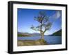 GrovŸbritannien, Schottland, Strathclyde, Loch Lomond, Binnengewv¤Sser, Binnensee, See-Thonig-Framed Photographic Print