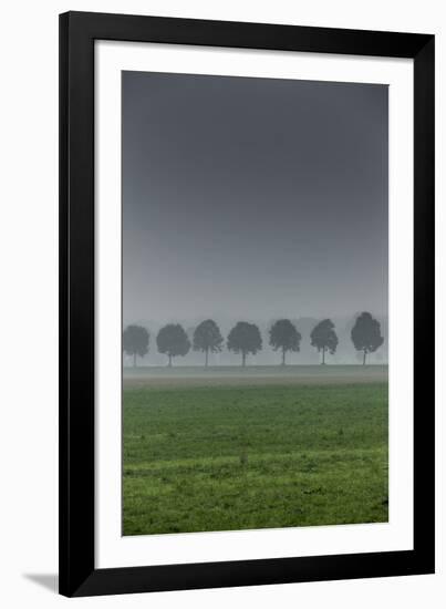 grove in the fog-By-Framed Photographic Print