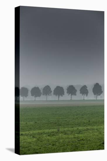 grove in the fog-By-Stretched Canvas