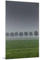 grove in the fog-By-Mounted Premium Photographic Print