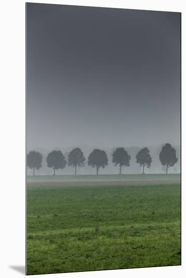 grove in the fog-By-Mounted Premium Photographic Print