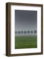 grove in the fog-By-Framed Photographic Print