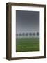 grove in the fog-By-Framed Photographic Print