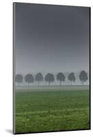 grove in the fog-By-Mounted Photographic Print