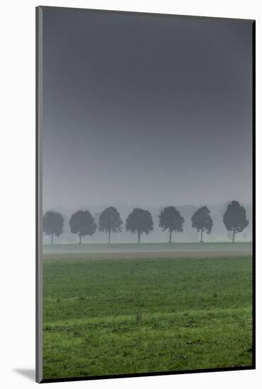 grove in the fog-By-Mounted Photographic Print