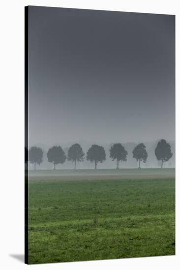 grove in the fog-By-Stretched Canvas