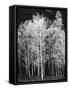 Grove of Aspen Trees (Populus Tremuloides), in Late Afternoon-David Epperson-Framed Stretched Canvas